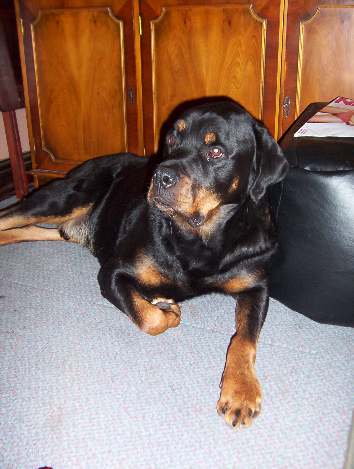 Why the Dots Above Rottie???s Eyes? Paws for Thought