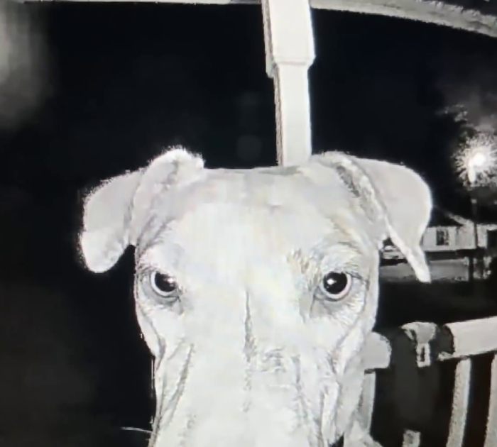 After 3 days missing, an escaped dog rings the doorbell of his former