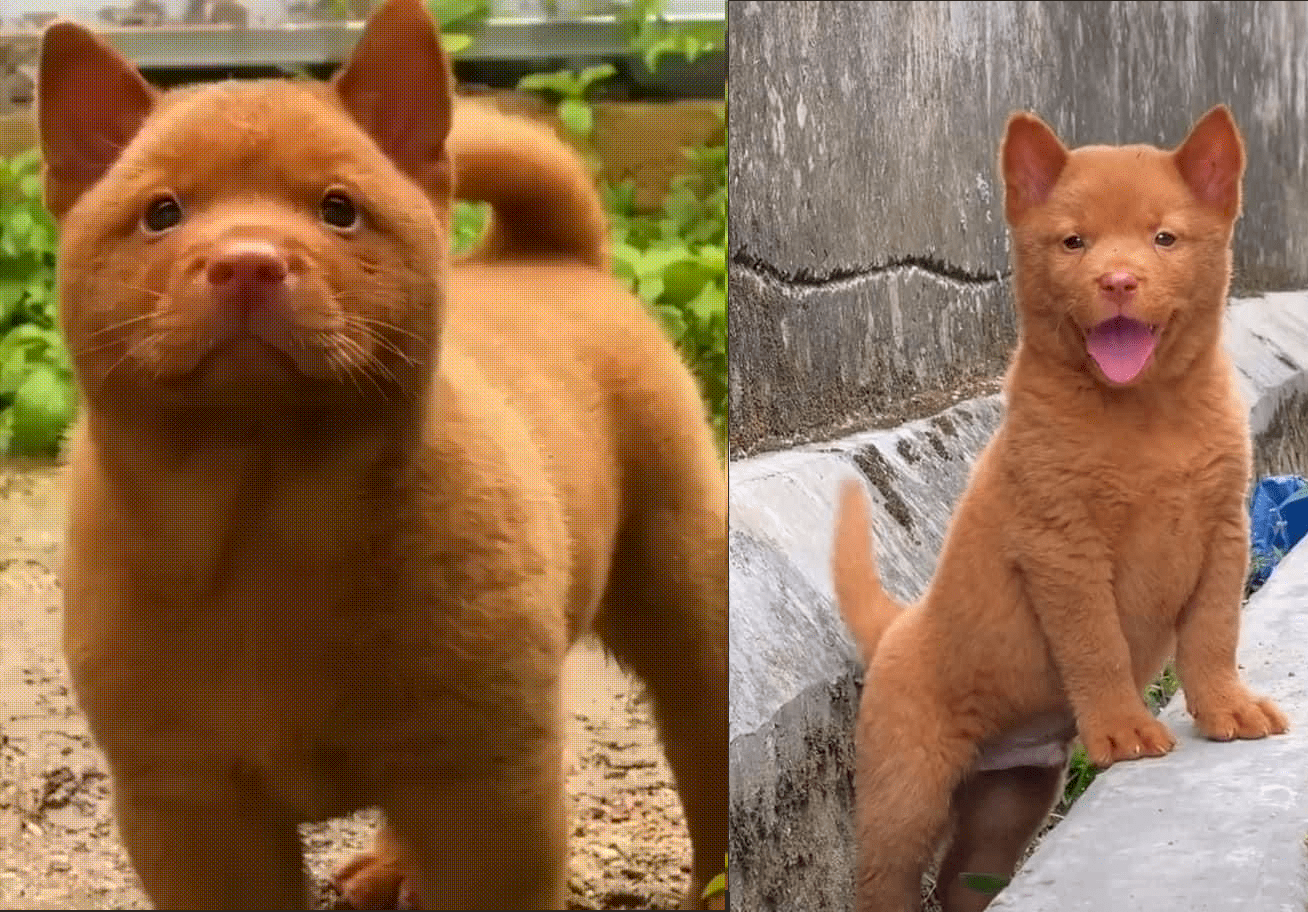 Cantonese Bear Dog Photos All