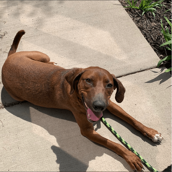 The Attractive Traits Of The Redbone Coonhound Lab Mix