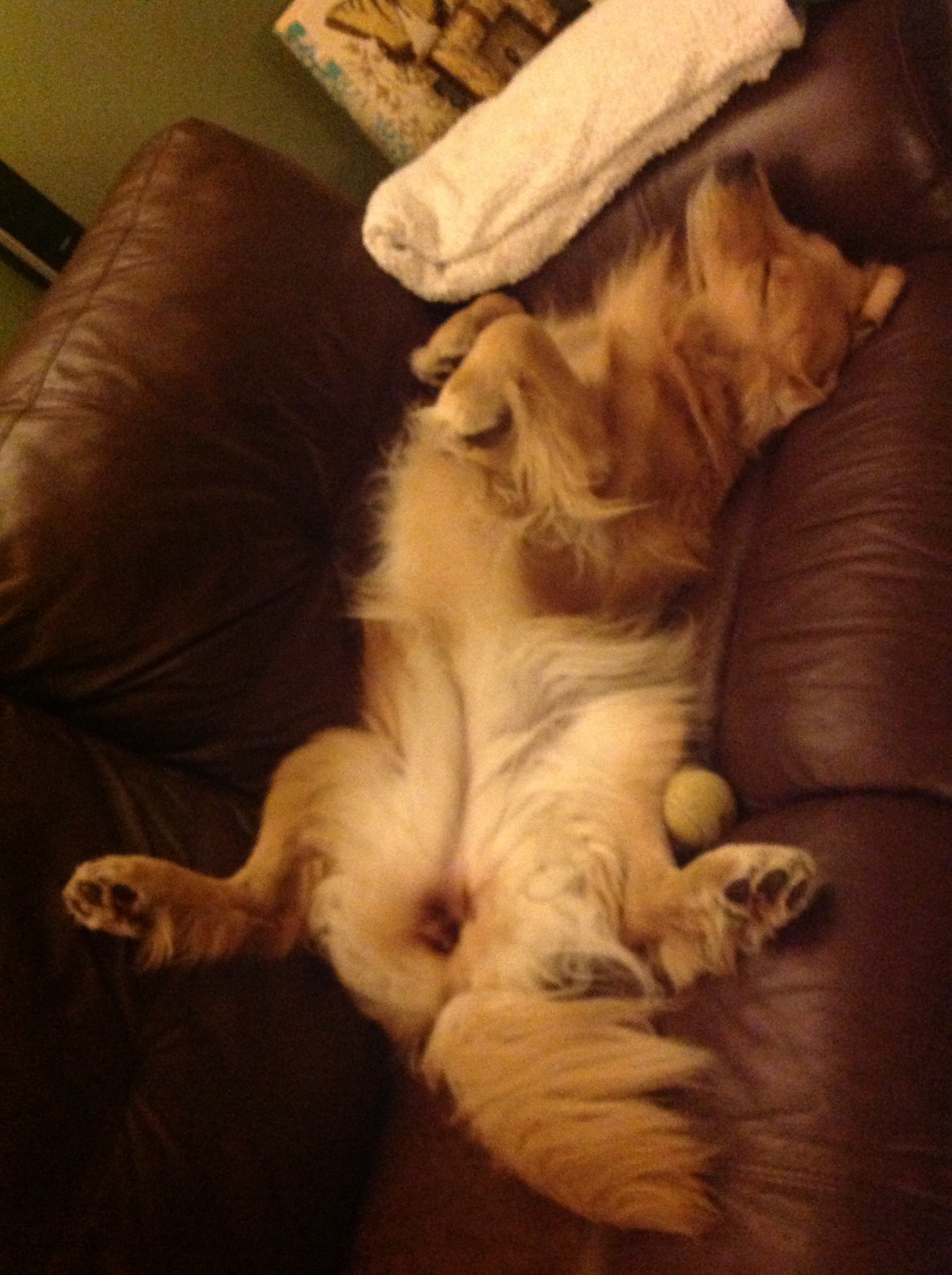 Golden Retriever Tightrope Surgery Dog Knee Surgery and Ligament Injuries