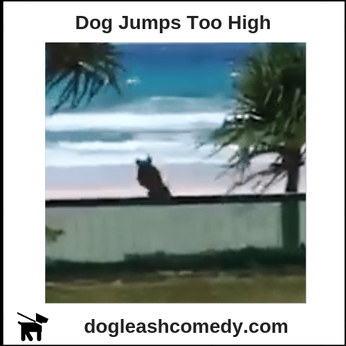 Dog Jumps Too High Dog Leash Comedy