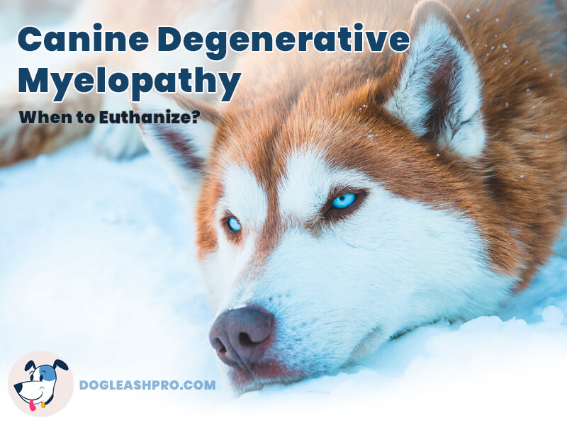 How Do You Diagnose Degenerative Myelopathy In Dogs at Tyler Horton blog