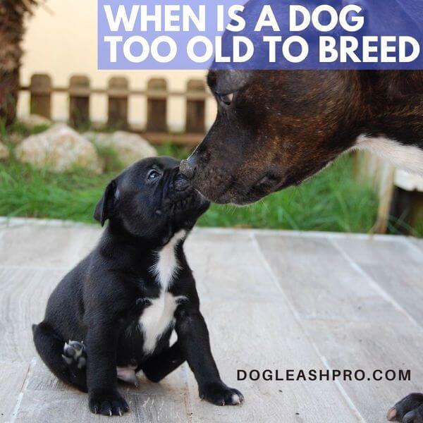 Can A 12 Year Old Dog Have Puppies