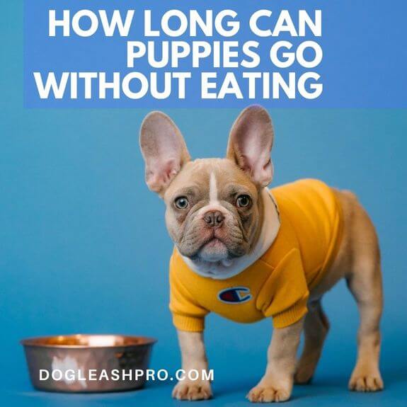 How Long Can A Puppy Go Without Eating or Drinking? Dog Leash Pro