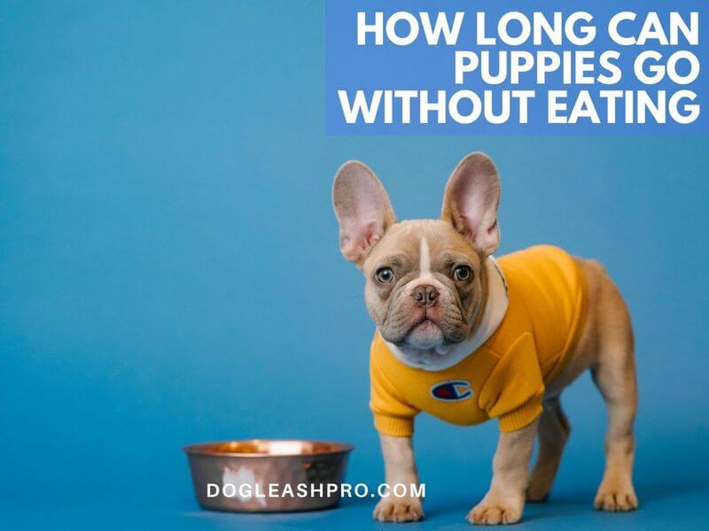 How Long Can A Puppy Go Without Eating or Drinking? Dog Leash Pro