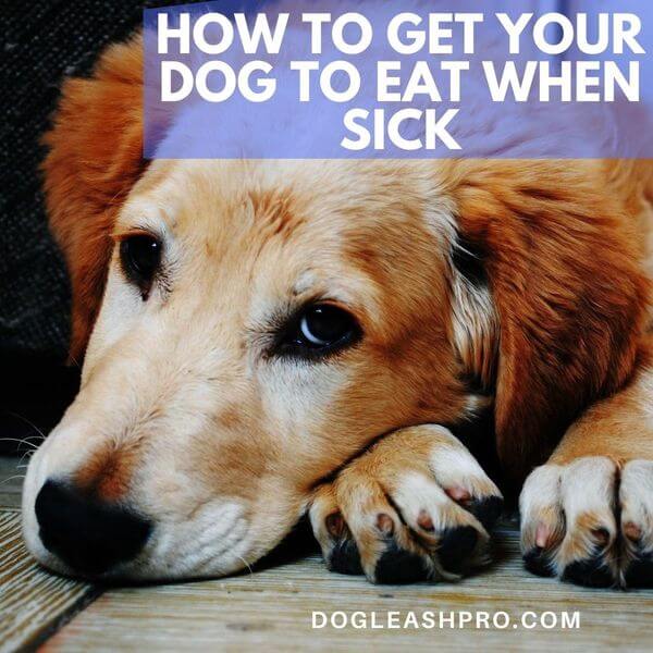 How to Get Your Dog to Eat When Sick Dog Leash Pro