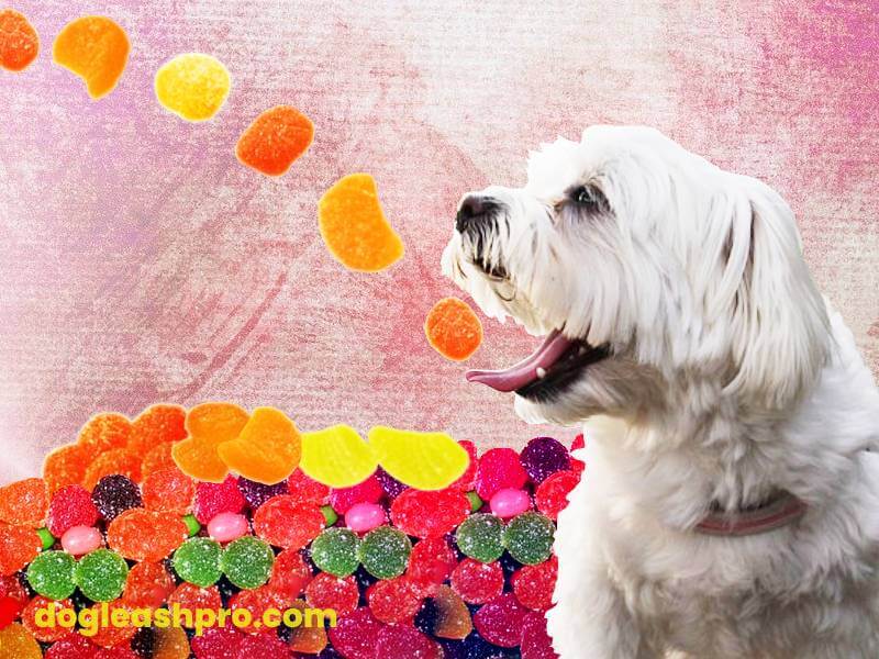 Can Dogs Eat Fruit Snacks? (Incl. Welch’s Fruit Snacks) Blog Hồng