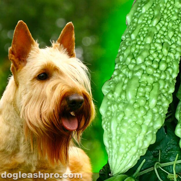 Can Dogs Eat Bitter Melon? Dog Leash Pro