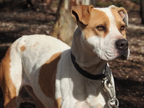 Pitbull Lifespan How Long Do Pit Bulls Live? Dog Leash Pro
