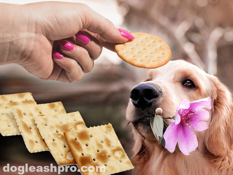Can Dogs Eat Human Crackers