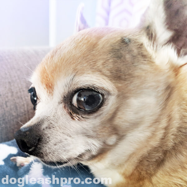 Crying Chihuahua? Learn Why Chihuahuas Cry Dog Leash Pro