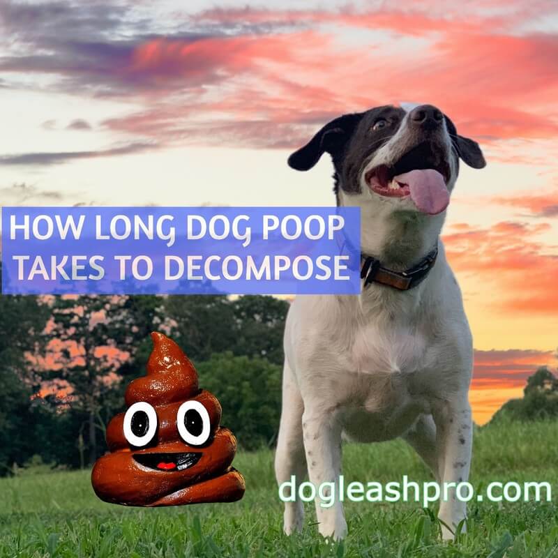 Why Does My Dogs Poop Smell Bad
