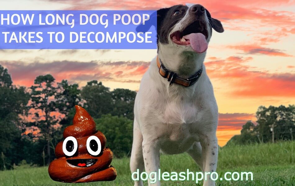 How Long Does It Take For Dog Poop To Dog Leash Pro