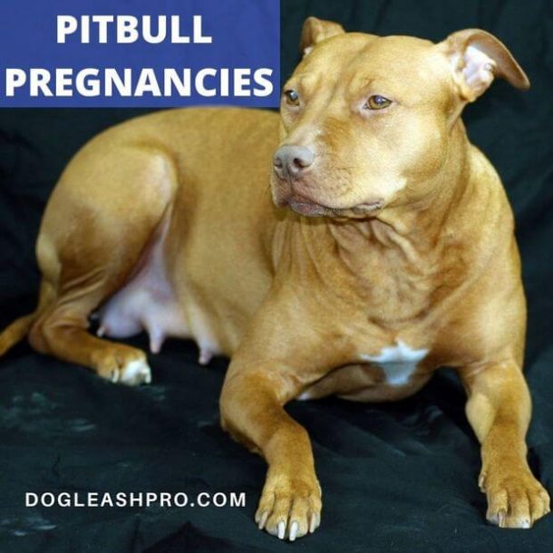 Pitbulls Pregnancy How Many Puppies Can A Pitbull Have? Dog Leash Pro