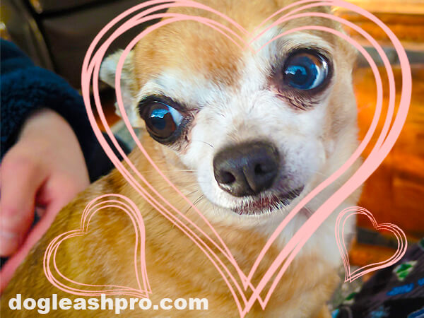 Crying Chihuahua? Learn Why Chihuahuas Cry Dog Leash Pro