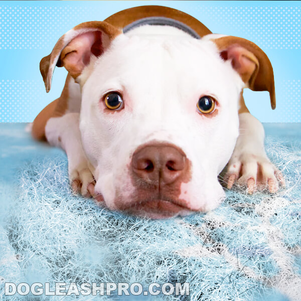 Do Pitbulls Shed? Dog Leash Pro