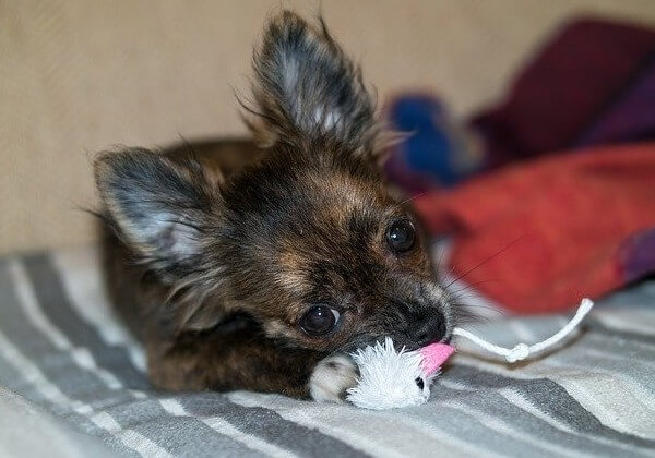 How Big Can A Chihuahua Get spiffyliciousdesigns