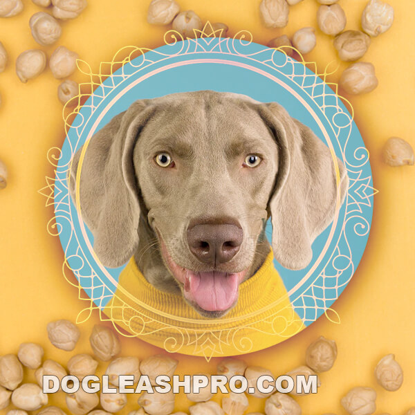 Can Chickpeas Cause Allergies In Dogs