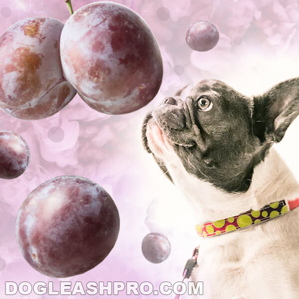 Are Yellow Plums Bad For Dogs