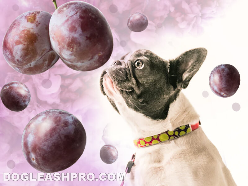 Are Plum Pits Poisonous To Dogs