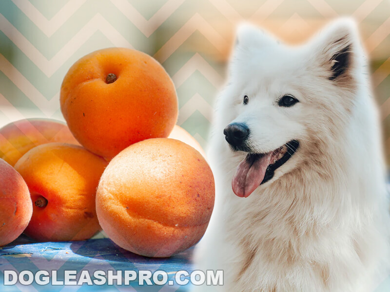Can Dogs Eat Apricots? Dog Leash Pro