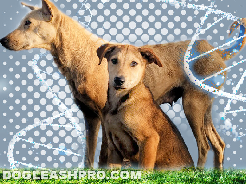 Do Dogs Remember Their Parents? Dog Leash Pro