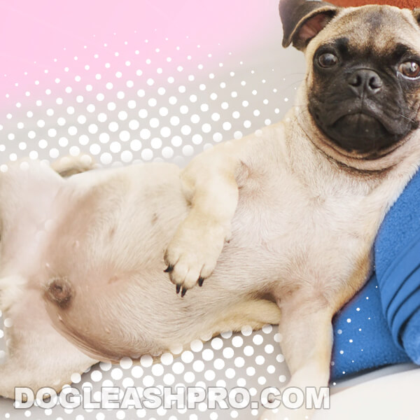Pug Pregnancy Symptoms & Stages Guide) Dog Leash Pro