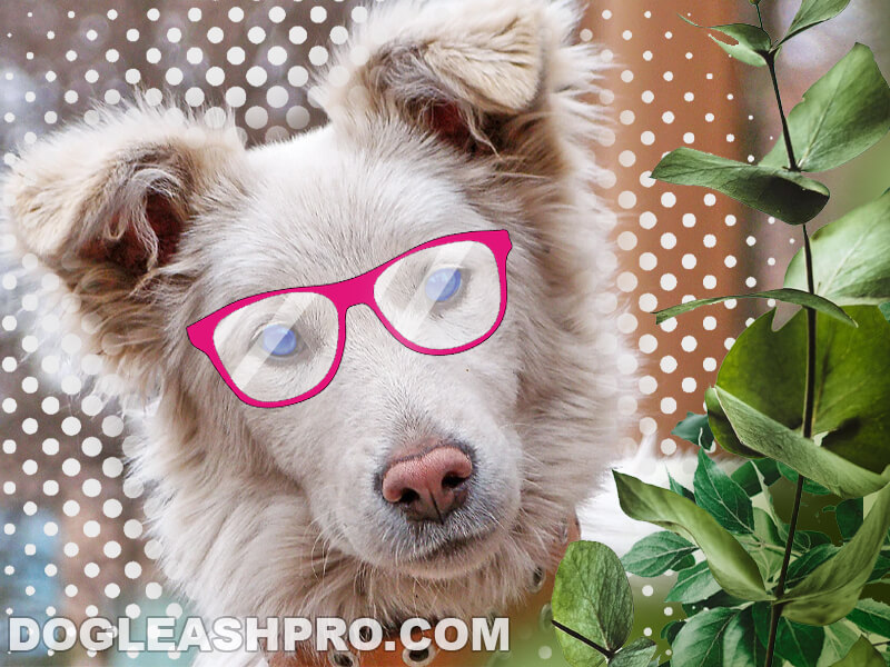 Why Do German Shepherds Noses Turn Pink