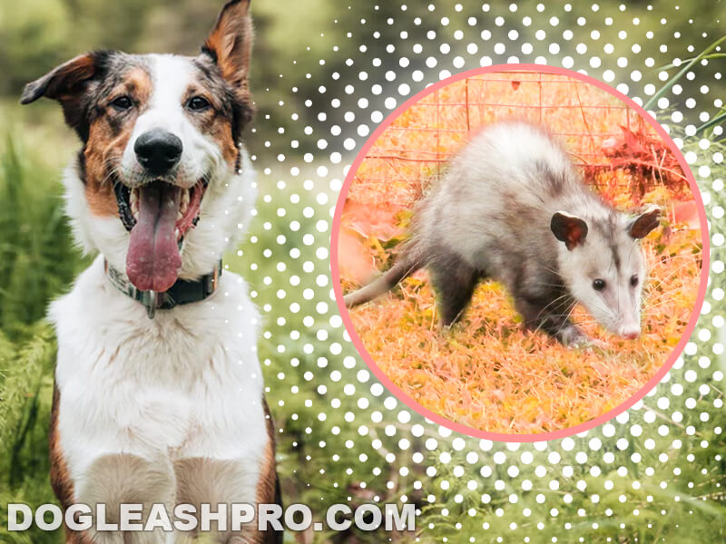 Are Possums Dangerous To Dogs? Dog Leash Pro