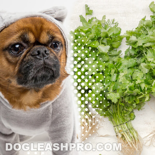 Can Dogs Eat Bay Leaves? Are Bay leaves bad for dogs? Dog Leash Pro