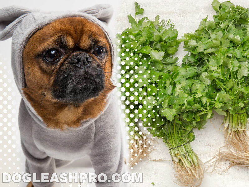 Can Dogs Eat Cilantro? Dog Leash Pro