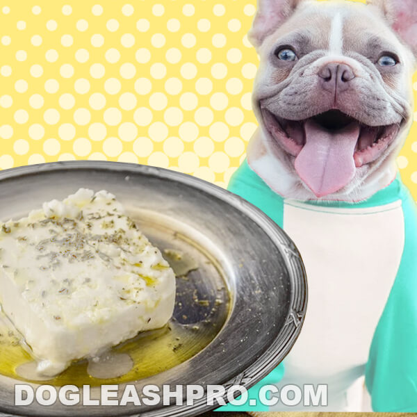 Can Dogs Eat Feta Cheese? Dog Leash Pro