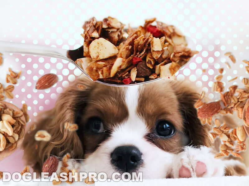 Can Brown Sugar Hurt Dogs