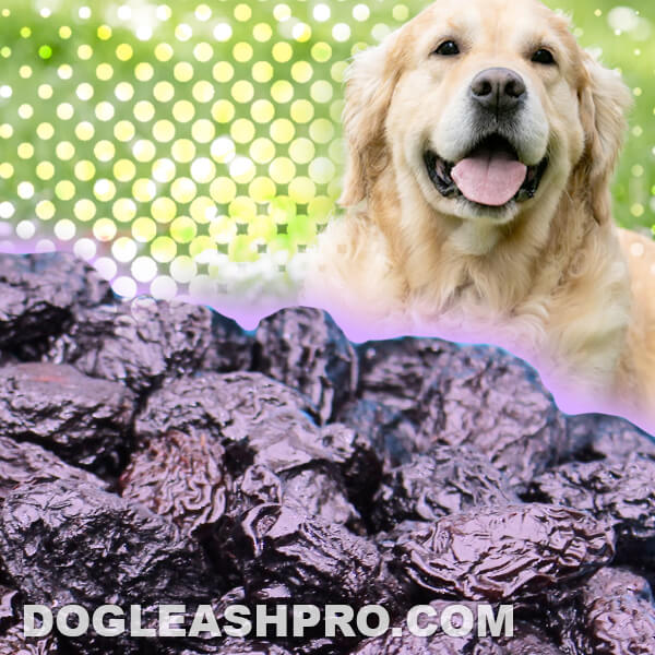Can Dogs Eat Prunes Safely