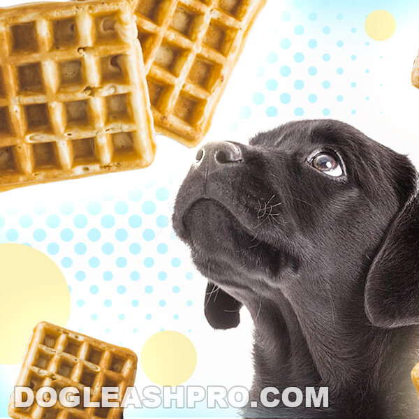 Can Dogs Eat Waffles? Dog Leash Pro