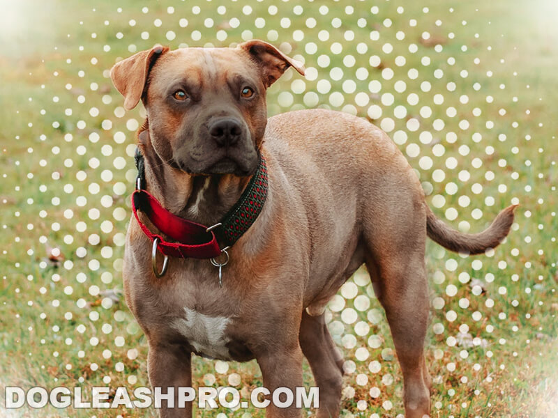 Cane Corso Bulldog Mix Complete Guide Dog Leash Pro