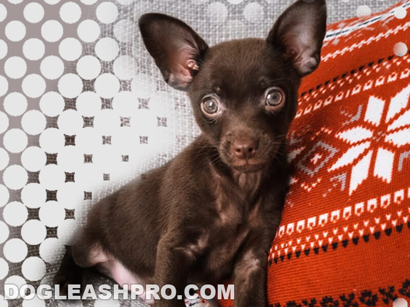 Chocolate Chihuahua! Complete Guide Dog Leash Pro