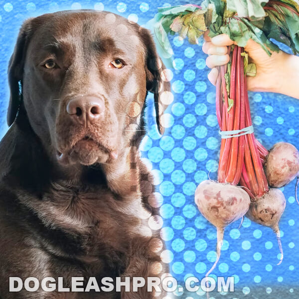 Can Dogs Eat Beets? Dog Leash Pro