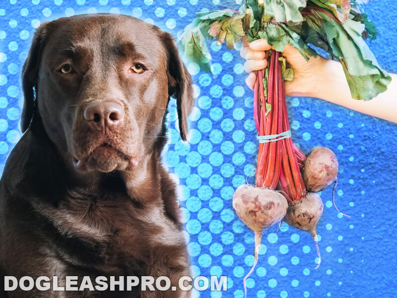 Can Dogs Eat Dehydrated Beets