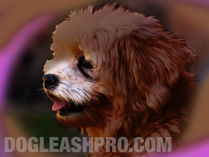 Do Havanese Dogs Change Color