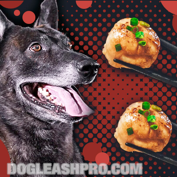 Can Dogs Eat Scallops? Dog Leash Pro
