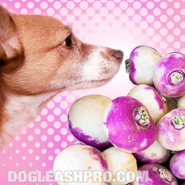 Can Dogs Eat Turnips? Dog Leash Pro