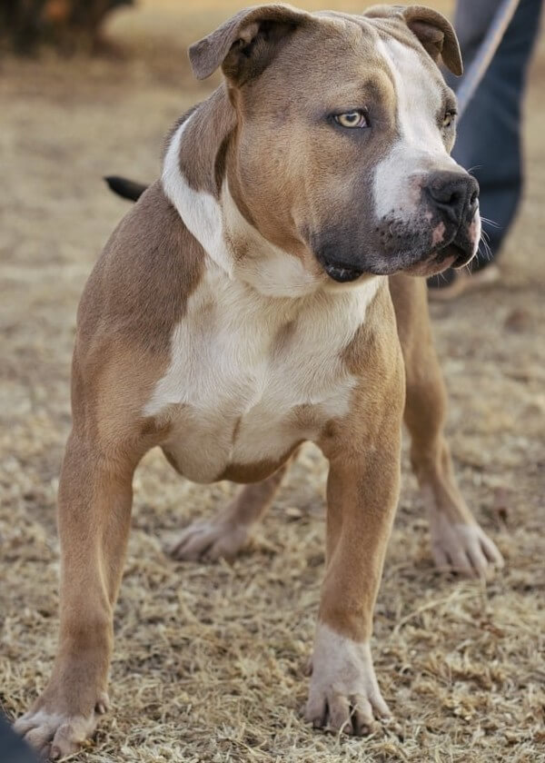 What Is A Gotti Pitbull