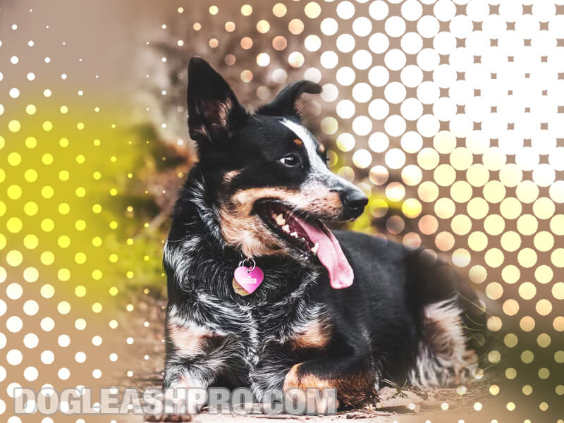 Blue Heeler Seizures atelieryuwa.ciao.jp