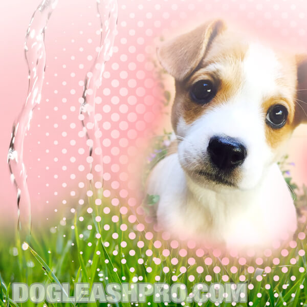 Why Does My Puppy Pee So Much? Dog Leash Pro