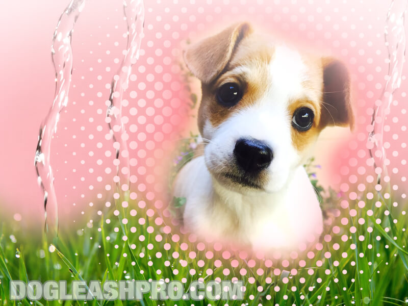 Why Does My Puppy Pee So Much? Dog Leash Pro