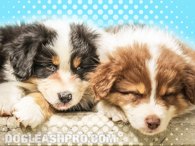 Yorkie Husky Mix Complete Guide Dog Leash Pro