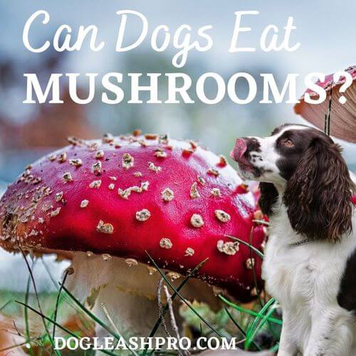 Can Dogs Eat Mushrooms? Dog Leash Pro