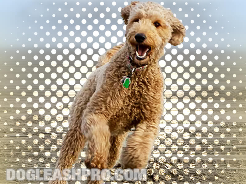 German Shepherd Poodle Mix Shepadoodle Complete Guide Dog Leash Pro